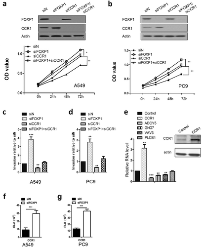 Figure 4. CCR1 is required for FOXP1-mediated effect.(a and b) OD values of A549 (a) and PC9 (b) cells at 24h, 48h, and 72h after siFOXP1, siCCR1, or siFOXP1+ siCCR1 treatment. Upper panels are Western blot images showing the FOXP1 and CCR1 expression 48 hrs after the treatment of different siRNAs. Actin serves as loading control. (c and d) Bar graphs show the relative invasion of A549 (c) and PC9 (d) cells 48 hrs after siFOXP1, siCCR1, or siFOXP1+ siCCR1 treatment. (e) RT-PCR shows the expression levels of ADCY5, GNG7 and VAV3 but not PLCB1 48 hrs after the overexpression of CCR1. Inset is the gel picture of Western blot examining the expression of CCR1 in overexpressed cells. (f and g) Bar graphs show the luciferase activity in A549 (f) and PC9 (g) cells after 36 hrs of FOXP1 siRNA treatment. * p < 0.05, ** p < 0.01, *** p < 0.001.