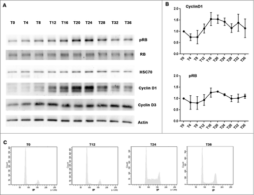 Figure 4. Serum shock induced Cyclin D1 and pRB rhythmic oscillations and synchronized cell cycle in MCF-7 cells (A and B): Western-blot revealed the rhythmic expression of Cyclin D1 and phosphorylated RB in serum shocked MCF-7 cell. MCF-7 cells were harvested every 4h after serum shock for 36h. The first time point (T0) was taken just after the serum shock. Actin and HSC70 were used as protein loading control to calculate Cyclin D1 and phosphorylated RB expression level at every T time (3 or 4 independent experiments). HSC70 was used as a control of protein loading to calculate pRB, Cyclin D1 and Cyclin D3 expression level at every T time. (C): Cytometry analysis revealed that an accumulation of cells in G1/G0 phase at T0 induced by serum shock which then released into S at T24.