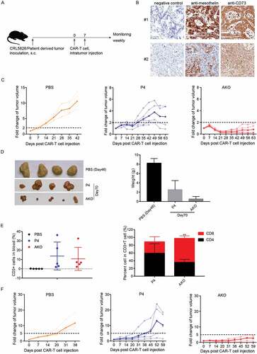 Figure 5. A2AR knock-out P4 CAR-T enhanced tumor killing in PDX models in vivo. (a) Scheme of in vivo assay to test the anti-tumor function of AKO cells. (b) Mesothelin and CD73 expression in two PDX models. (c) Fold changes of tumor volume after CAR-T cells intratumor injection in #1 PDX model. The translucent line represented the tumor volume fold for individual mice, the solid line indicated the mean value. (d) The size and weight of resected tumors derived from mice sacrificed at 70 d after CAR-T cells injection in #1 PDX model. (e) Analysis of T cell types in peripheral blood at 42 d after CAR-T cell injection in #1 PDX model. Comparison was made with CD3+ cells or CD8+ cells in P4 and AKO group. (f) Fold changes of tumor volume after CAR-T cells intratumor injection in #2 PDX model. The translucent line represented the tumor volume fold for individual mice, and the solid line indicated the mean value. **P < .01 was determined by two-way ANOVA test. Data were represented as mean ± s.d.