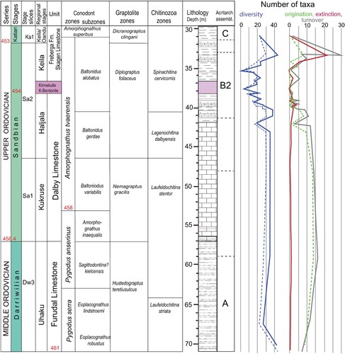 Figure 3. Correlation chart for Ordovician regional biozones for the Borenshult-1 drillcore (from Rubinstein & Vajda Citation2019). The regional zonations are linked to the international standard time scale (Cohen et al. Citation2023); local stratigraphic units are calibrated against the conodont zonation established for the Borenshult-1 drillcore. The conodont zonation was subsequently tied to graptolite and chitinozoan biostratigraphy. Ages (red) are a combination of data from the ISC (Cohen et al. Citation2023), zircon dates from the Kinnekulle bentonite (Bell et al. 2013; Bauert et al. Citation2014) and 206Pb/238U radiometric zircon dates from Lindskog et al. (Citation2017). Organic-walled phytoplankton data; Left: Diversity = blue line; Normalized diversity = dotted blue line; Right: Origination = dotted green line, Extinction = red line, Turnover = grey line.