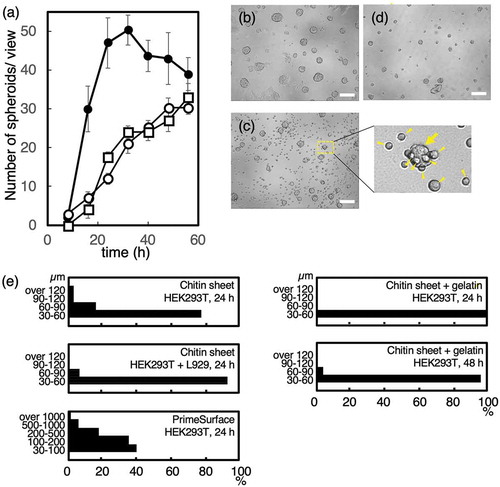 Figure 1. The effects of L929 cells or gelatin on HEK293T spheroid formation.