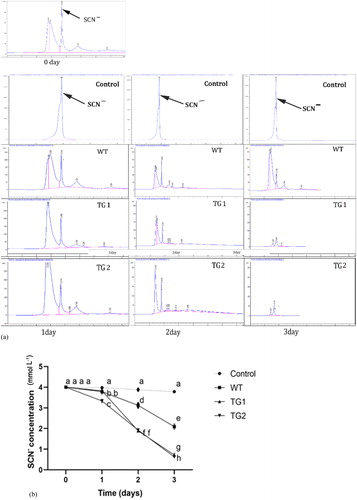 Figure 4. Residue analysis of guanidine thiocyanate by HPLC. WT and transgenic plants were cultured in liquid medium containing 4 mmol L−1 of guanidine thiocyanate. (A) Guanidine thiocyanate residue analysis of WT and transgenic lines (TG1, TG2) by HPLC. (B) Guanidine thiocyanate residue of blank control, WT and transgenic lines (TG1, TG2) are as indicated. Values are means of three replications ± SD. Different letters at the top of the bar indicate significant differences according to univariate ANOVA (p < 0.05).