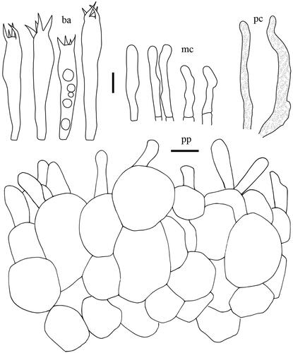 Figure 10. Microscopic features of Lactifluus betulicola sp. nov. All scale bars = 10 µm. Horizontal scale bars are for pileipellis and vertical scale bars are for other microscopic features.