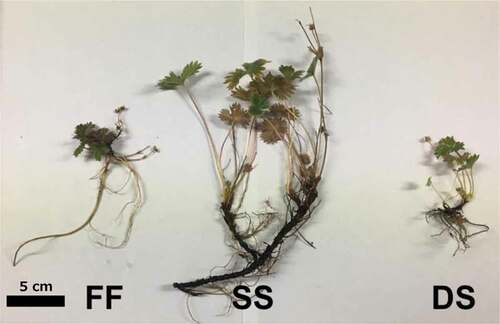 Figure 4. The representative individuals of Potentilla matsumurae in fellfield (FF), shallow snowbed (SS), and deep snowbed (DS)