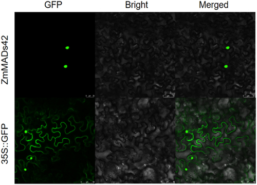 Figure 4. The subcellular localization map of pCAMBIA1302-ZmMADS42, with the first row showing 35S:ZmMADS42:GFP and the second row showing 35S∷GFP.35S∷GFP.The results indicate that the ZmMADS42 gene is clearly localized in the nucleus.