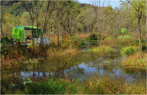 Figure 10. During the construction process of the Jiangyangfan Ecological Park, the designers experimented with various previously established and newly introduced plant species competing under supervision. The park keeps changing and being monitored and managed after construction (Atelier DYJG).