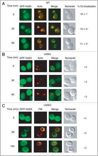 Figure 7 Vid24 does not associate with actin patches in cells lacking VID30. Wild-type (A) and vid30Δ mutant cells (B) expressing GFP-Vid24 were starved and replenished with glucose for up to 60 min and examined by fluorescence microscopy for the localization of GFP-Vid24 and actin patches. (C) The vid30Δ cell was re-fed with glucose and FM for up to 120 min and examined for the distribution of GFP-Vid24 and FM.