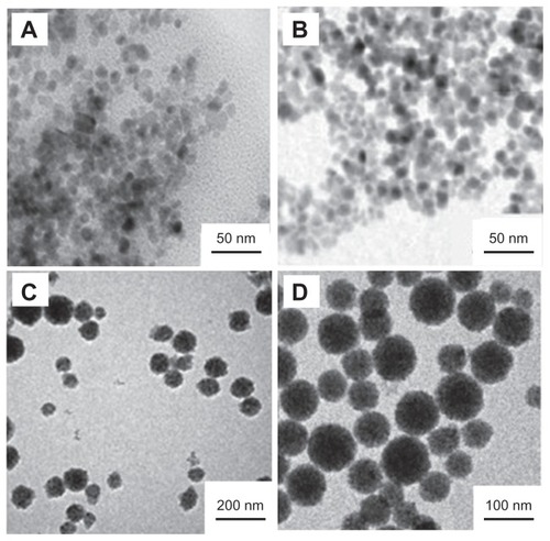 Figure 1 TEM images of different synthetic phases of the MNPs. (A) Fe3O4 nanoparticles. (B) OA-modified Fe3O4 nanoparticles. (C) Fe3O4/polystyrene MNPs. (D) Carboxyl-functionalized Fe3O4/polystyrene MNPs.Abbreviations: OA, oleic acid; MNPs, magnetic nanoparticles; TEM, transmission electron microscopy.