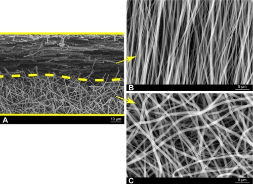 Figure 2 SEM observations of the dual-layer aligned-random nanofibrous scaffold.Notes: (A) Cross-section of the scaffold; (B) upper layer of aligned fibers; and (C) lower layer of random fibers.Abbreviation: SEM, scanning electron microscopy.