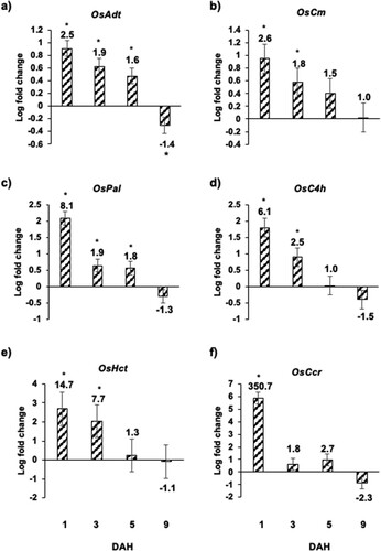 Figure 6 Expression of genes involved in biosynthesis of phenylpropanoids and lignins in Kitaake rice seedlings in response to Hessian fly larval feeding. Transcript levels of (a) OsAdt (arogenate dehydratase), (b) OsCm (chorismate mutase), (c) OsPal (phenylalanine-ammonia lyase), (d) OsC4 h (cinnamate 4-hydroxylase), (e) OsHct (hydroxycinnamoyl-CoA shikimate/quinate hydroxycinnamoyl transferase, and (f) OsCcr (cinnamoyl CoA reductase) were quantified by qRT-PCR in uninfested and Hessian fly-infested Kitaake rice seedlings at 1, 3, 5, and 9 DAH time points. Values are plotted as the log2 fold change of infested compared to uninfested control plants with standard error bars for three biological replicates. Asterix (*) above each bar indicates statistically significant differences (p < .05). Linear fold change values are also indicated above each bar.