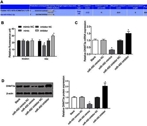 Figure 6 DNMT3a was the target gene of miR-450. (A) Target Scan ascertained target sites for DNMT3a and miR-450 binding, (B) Dual luciferase reporter gene activity assay, (C) DNMT3a mRNA expression in HepG2 cells was tested by qRT-PCR assay, (D) DNMT3a protein expression in HepG2 cells was checked by Western blot assay, *P<0.05, versus blank, miR-450 inhibitor NC or miR-450 mimics negative control (NC) groups.