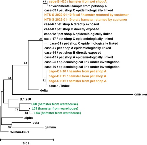 Figure 4. Phylogenetic tree of SARS-CoV-2 spike amino acid sequences from patients, the environment of the pet shop, hamster of a pet shop or wholesale warehouse. Amino acid sequences of spike protein were aligned, and the bootstrap consensus tree was generated by the Neighbor-Joining method. Spike sequences derived from lung tissue of three hamsters (L59, L60 and L64), representative spike amino acid sequence of original SARS-CoV-2 (Wuhan_Hu_1), Variant of Concern strains (Alpha, B.1.1.7; Beta, B.1.351; gamma, P.1; Delta, B.1.617.2; Omicron, B.1.1.529), one closest strain to hamster spike sequences (B.1.258) and spike sequences derived from 12 patient samples and six hamster swab samples were included in the analysis. Detailed information of reference sequences (accession ID, location and virus name) was listed in Supplementary Table 1.