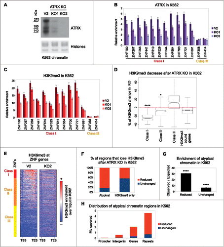 Figure 4. ATRX deficient cells have decreased levels of H3K9me3 at 3′ exons of ZNFs and other atypical chromatin regions. (A) Western blot of ATRX in chromatin preparations from control (V2) and 2 CRISPR ATRX KO K562 cell lines. Amido Black staining of histones is shown as a loading control. (B) ATRX ChIP-qPCR over ZNF genes in control and ATRX KO K562 cell lines. (C) Same as in (B) with H3K9me3 native ChIP-qPCR. In both (B) and (C), bars represent average of at least 3 biological replicates and the error bars represent the SEM. (D) Box plot of the H3K9me3 changes (represented in % with respect to the control) observed in the ZNF classes and non-ZNF H3K9me3-bound genes upon ATRX KO. Asterisks show significant changes with respect to the non-ZNF genes (*P-value< 0.05; **** P-value < 1 × 10−4). (E) ChIP-seq metagene profile of H3K9me3 in control (V2) and ATRX KO (KO2) K562 cell lines over ZNFs. (F) Distribution of reduced and unchanged H3K9me3 regions after ATRX KO in atypical chromatin and H3K9me3-only regions. (G) Observed over expected distribution of reduced and unchanged regions at atypical chromatin. Asterisks show significantly overrepresented regions (P-value < 1 × 10−4) (H) Genomic distribution of atypical chromatin regions.