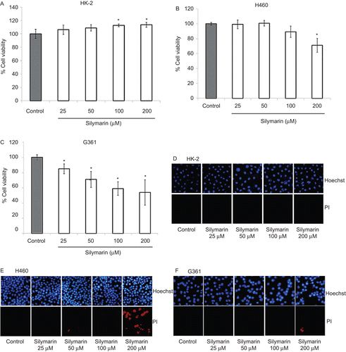 Figure 2.  Effect of silymarin on HK-2, H460, and G361 cells. (A–C) Cells were treated with various concentrations of silymarin (0–200 µM) for 24 h and cell viability was measured by MTT assay. Values are means ± SD of three independent experiments, *P < 0.05 versus non-treated control. (E–F) Nuclear morphology of apoptosis and necrosis detected by Hoechst 33342 and propidium iodide assay.