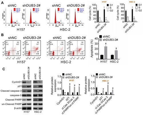 Figure 3 Regulates of DUB3 on the apoptosis of OSCC cells. (A) The cell cycle of H157 and HSC-2 were measured using flow cytometry assay, and the cell number of G0/G1, S or G2/M stage were counted. (B) Apoptotic rate of OSCC cells was detected using flow cytometry assay and analyzed using SPSS software. (C) Western blot assay was implemented to detect the production of cyclinD1, p21, cleaved caspase-3, caspase-3, un-cleaved PARP and cleaved PARP. *p < 0.05 vs the group of shNC.