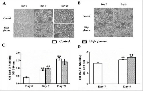 Figure 3. Effects of high glucose on cell differentiation and triglyceride storage during 3T3-L1 differentiation and in 3T3-L1 mature adipocytes. (A) 3T3-L1 preadipocytes (d0) and control /glucose-exposed (50 mM) adipocytes (d7, d21) and (B) Control (d7, d9)/glucose-exposed (50 mM, 48 hours) 3T3-L1 adipocytes (d9) were photographed using a light microscope (40X magnification). (C) Intracelullar triglycerides quantification of the preadipocytes (d0) and control /glucose-exposed (50 mM) adipocytes (d7, d21) and (D) of the control (d7, d9)/glucose-exposed (50 mM, 48 hours) 3T3-L1 adipocytes (d9) using Oil Red O Staining. Data are means ± SEM of dye OD at 540 nm. (C) Data from control groups are compared to day 0**.p < 0.01 and glucose-exposed groups are compared to the control groups from the same differentiation day ++. p < 0.01. (D) Data from control group are compared to day 7**.p < 0.01 and from glucose-exposed group are compared to the control group of the same differentiation day ++. p < 0.01 .The number of independent samples analyzed is ≥10 for each day and condition evaluated.