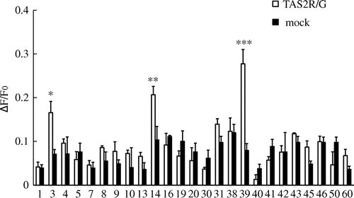 Fig. 3. Calcium response to 10 μM theaflavin-3′-O-gallate (TF2B) in HEK293T or Flp-In G cells co-expressing hTAS2Rs with Gα16gust44.Notes: Black and white columns, respectively, show the calcium responses in hTAS2R- and Gα16gust44-expressing cells and mock cells. *, **, and *** respectively, indicate p < 0.05, 0.01 and 0.005 (t-test; n = 3–5).