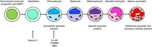 Figure 1 Granulopoiesis. In the process of granulopoiesis, neutrophils develop stepwise from granulocyte-monocyte progenitor cells (GMPs). Each stage has a unique phenotype that is comprised of both morphologic features and cell surface markers. In the first step, the cell transitions into the myeloblast stage. The promyelocyte stage is characterized by the appearance of azurophilic granules. Specific granules start to develop at the myelocyte stage, and are fully present at the metamyelocyte stage; this is also the point at which the cell loses its proliferative capacity. After the metamyelocyte stage, the cell can be called a neutrophil; it acquires the distinctive banded nucleus and develops gelatinase granules and secretory vesicles.Citation2 The arrows indicate the stage of the cell lines that are discussed in this paper.