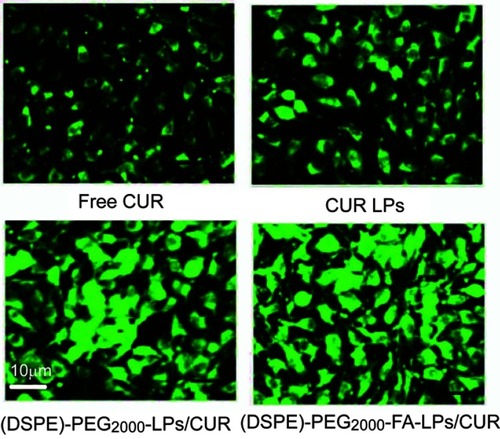 Figure 5 Uptake of Free CUR, CUR LPs, (DSPE)-PEG2000-LPs/CUR, and (DSPE)-PEG2000-FA-LPs/CUR by HeLa cells. Fluorescence intensities were measured by a multimode microplate reader at an excitation wavelength of 440 nm and an emission wavelength of 520 nm.