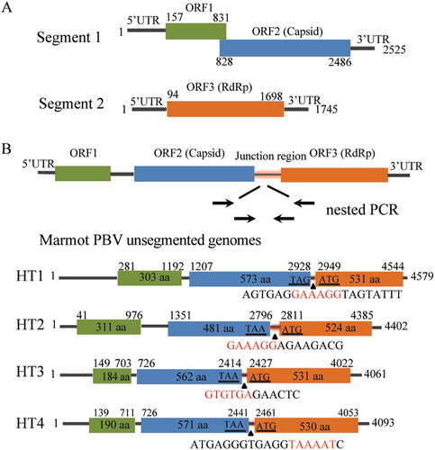 Fig. 3 Genome organization of picobirnaviruses.(a) Schematic representation of the two segments of human picobirnavirus strain Hy005102 (GenBank accession no. NC_007026 and NC_007027). (B) The unsegmented genomes of picobirnaviruses detected in marmot. Arrows indicate the position and direction of primers for nested PCR. Stop codon of the capsid gene and the initiation codon of the RdRp are underlined. Junction sequences between segments 1 and 2 of bi-segmented picobirnaviruses are shown below the triangles. Segmentation-associated motifs are shown in red