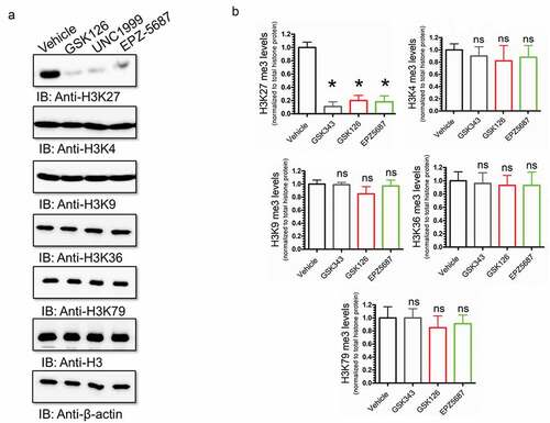Figure 4. H3K27 methylation was exclusively targeted by GSK126, UNC1999, and EPZ-5687 in THP-1 cells. (a) western blot analysis of H3K27, H3K4, H3K9, H3K36, and H3K79 methylation in THP-1 cells treated with 1 µM of GSK126, UNC1999, and EPZ-5687. Methylation signal was normalized to total β-actin loading control. Bands were quantified by scanning densitometry and normalized to total β-actin protein (loading control) (b). Values represent means ± S.E.M. for n = 3 independent experiments. *Significantly different from the vehicle control (Student’s t test, p < .05). ns; no significant difference