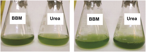 Figure 2. C. vulgaris H1993 (right) and D. communis H552 (left) cultures in urea supplemented medium and Bold’s Basal medium (BBM) at day 15.