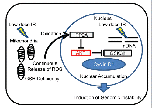 Figure 2. Nuclear retention of cyclin D1 by mitochondrial ROS. ROS are released from the mitochondria after low-dose long-term FR. Mitochondrial ROS inactivate PP2A, which in turn causes a loss of negative feedback control of the AKT pathway, leading to nuclear cyclin D1 accumulation. Perturbation of cyclin D1 expression causes genomic instability in irradiated cells.