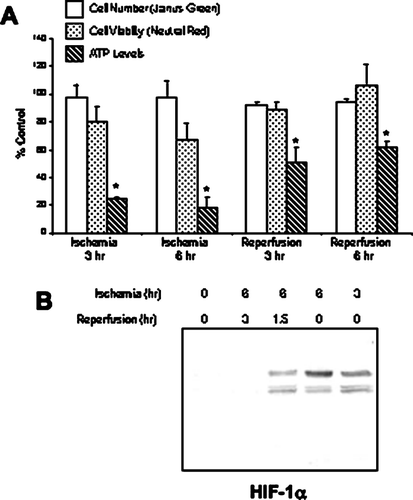 Figure 1 Characterization of the mineral oil overlay model in NRK cells. Ischemia was induced in NRK cells by layering cells with PBS supplemented with 1.5-mM CaCl2 and 2-mM MgCl2 followed by mineral oil. After 3–6 hr, reperfusion was simulated by the removal of the mineral oil and the addition of normal growth medium to the cultures. (a) The impact of ischemia/reperfusion on cell number and cell viability was assessed using the Janus green, neutral red and ATP assays, respectively. Results are expressed as percentage of control from twelve replicate cell culture dishes; * indicates a significant difference in ATP levels as compared to control. (b) Nuclear lysates of ischemic NRK cells were prepared at the indicated times and separated by SDS-PAGE (12%). Following transfer, the blots were probed with a monoclonal anti–HIF-1α antibody. Signals were detected by ECL and autoradiography. Similar results were seen in three replicate experiments.