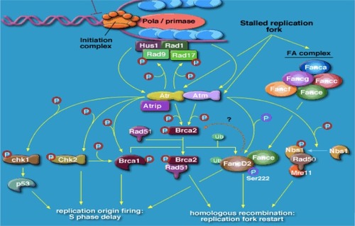 Figure 1 Role of BRCA1 and BRCA2 and ATR in cancer susceptibility.