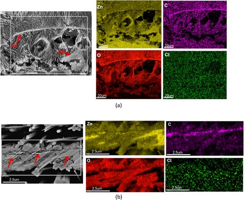 Figure 2. SEM and EDX of the two inner corrosion product layers: (a) the attacked layer contains large voids and has some remnant zinc (red arrows) embedded in the corrosion products; (b) higher magnification of the boundary between the dense and attacked layers showing crystalline oxide and remnant Zn (red arrows).