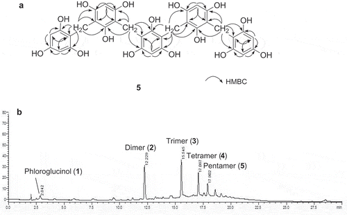 Figure 2. Selected HMBC correlations of 5 (a) and HPLC chromatogram of plasma treated phloroglucinol for 60 min (b).