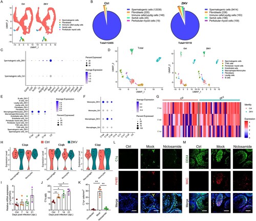 Figure 7. Characterization of cells in control and ZIKV-infected testes from hSTAT2 KI mice analyzed by Single-cell sequencing.(A) The distribution of cell clusters was shown in UMAP chart;(B) The number of cell clusters in the testes from control and ZIKV-infected mice; (C) Expression of genes related to apoptosis, pyroptosis, necrosis, autophagy, and ferroptosis in spermatogenic cells in the testes from control and ZIKV-infected mice; (D) The distribution of cell clusters in Immune cells/Leydig cells was shown in UMAP chart;(E) The expression of genes involved in classical complement activation pathway in all cell clusters;(F–H) The expression of genes involved in classical complement activation pathway in monocytes and macrophages were shown in bubble chart (F), heatmap (G) and violin chart (H);(I and J) The expression level of C1q in ZIKV-infected testes from hSTAT2 KI mice were analyzed by RT-qPCR (I) and ELISA (J) ZIKV-infected mice. (n = 4 testes for each group);(K and L) The number (K) and distribution (L) of C1q+ cells in ZIKV-infected testes from hSTAT2 KI mice at 14 dpi. Scale bar, 25 μm;(M) The co-immunostaining of DDX4 and MAC in testes from ZIKV-infected testes of hSTAT2 KI mice. Scale bar, 25 μm; Results were shown as means ± SEM and analyzed using the two-sided Student’s t test. *p < 0.05, **p < 0.01. Nuclei were stained with DAPI.
