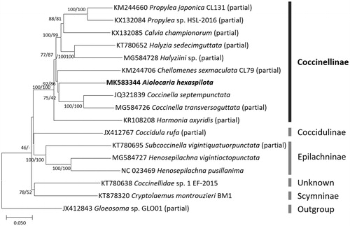 Figure 1. Neighbor-joining (bootstrap repeat is 10,000) and maximum likelihood (bootstrap repeat is 1,000) phylogenetic trees of 16 Coccinellidae and one Corylophidae complete or partial mitochondrial genomes: Aiolocaria hexaspilota (MK583344 in this study), Coccinella septempunctata (JQ321839), Coccidula rufa (JX412767; partial genome), Propylea japonica isolate CL131 (KM244660; partial genome), Cheilomenes sexmaculata isolate CL79 (KM244706), Harmonia axyridis (KR108208; partial genome), Coccinellidae sp. 1 EF-2015 (KT780638), Halyzia sedecimguttata (KT780652; partial genome), Subcoccinella vigintiquatuorpunctata (KT780695; partial genome), Cryptolaemus montrouzieri isolate BM1 (KT878320; partial genome), Propylea sp. HSL-2016 (KX132084; partial genome), Calvia championorum (KX132085; partial genome), Coccinella transversoguttata (MG584726; partial genome), Henosepilachna vigintioctopunctata (MG584727), Halyziini sp. HA (MG584728; partial genome), Henosepilachna pusillanima (NC_023469), and Gloeosoma sp. GLO01 (JX412843) as an outgroup species. Right bars present subfamilies' name in family Coccinellidae. Phylogenetic tree was drawn based on neighbor joining phylogenetic tree. The numbers above branches indicate bootstrap support values of neighbor joining and maximum likelihood phylogenetic trees, respectively.