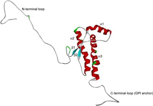 Figure 1 3D structure of normal PrP protein. Normal PrP contains 3α helices and two β sheets.
