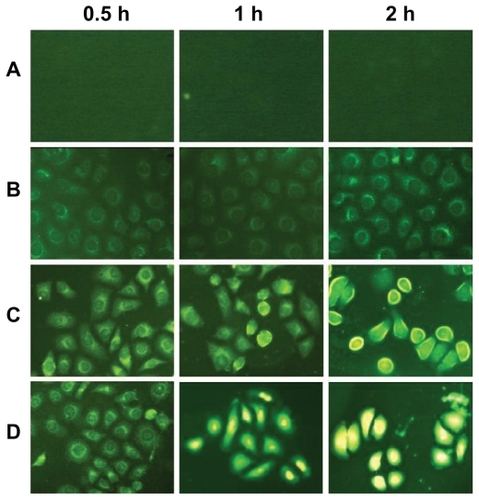 Figure 4 Fluorescence microscopic images of PC3 cells. (A) control group; (B) FITC alone; (C) SWNT-DTX-FITC; and (D) SWNT-NGR-DTX-FITC at 0.5, 1, and 2 hours.Abbreviations: SWNT, single-walled carbon nanotubes; NGR, (Asn-Gly-Arg) peptide; DTX, docetaxel; FITC, fluorescein isothiocyanate.