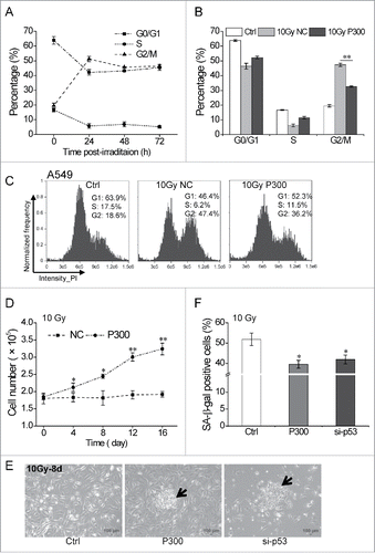Figure 5. miR-300 reduces p53-dependent senescence induced by IR. (A) High dose irradiation actives cell cycle suspension in A549 cells. A549 cells were exposed to 10 Gy of X-rays, the cell cycle phase was analyzed at 24, 48 and 72 h post-irradiation. (B) miR-300 abolishes cell cycle suspension. The cell cycle phase of A549 cells transfected with miRNA mimics was analyzed at 48 h after irradiation. (C) Representative cell cycle distribution of cells in (B), the data were analyzed with IDEAS Application v6.0. (D) Growth curves of A549 cells treated with 10 Gy of X-rays. Cells were transfected with P300 or NC before irradiation. Graphs represent mean of a triplicate experiment, error bars represent SD. (E) Colonies were formed 8 days after irradiation in miR-300 overexpression (P300) or p53 inhibition (si-p53) group and photographed using a phase contrast microscope. The arrows indicate colonies. Scale bar, 100 μm. (F) Quantitation of SA-β-gal staining A549 cells with miR-300 overexpression (P300) or p53 inhibition (si-p53) 8 days after treated with 10 Gy of X-rays. Ctrl, control, cells exposed to IR but no transfection; NC, pre-miRNA negative control; P300, pre-miR-300; si-p53, p53 siRNA. *P < 0.05, ** P < 0.01, compared to Ctrl.