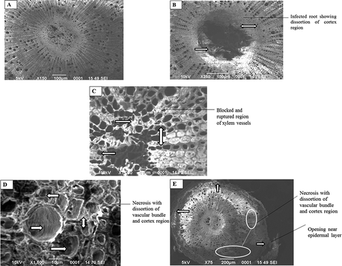 Figure 1. (A–E) Histopathological observations of roots of healthy and wilted guava plant by scanning electron microscope (SEM). (A) Healthy guava root. (B) Infection in root tissues. (C) Blocking and rupturing of xylem vessels. (D) Necrosis with distortion of vascular bundle and cortex region. (E) Rupturing of epidermis with necrosis symptoms.