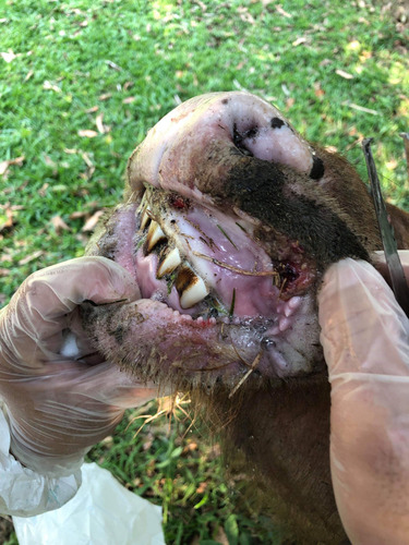 Figure 2 Examination of the oral mucosa of an FMD-affected buffalo, enabling collection of oral tissue samples from ulcerative lesions (image from C Olsson).