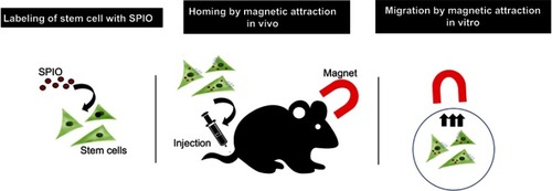 Figure 1 Schematic representation of enhancement of SPION-labeled stem cell homing with magnetic attraction.