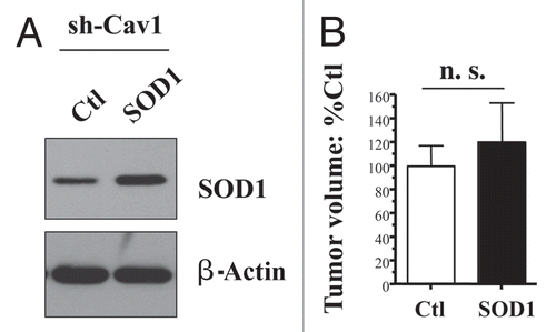 Figure 6 Cytoplasmic soluble SOD1 does not revert the tumor promoting phenotype of Cav-1 deficient fibroblasts. To combat the oxidative stress, we stably overexpressed SOD1 in Cav-1 knock-down fibroblasts, using a lenti-viral vector with puromycin resistance. Cav-1 knock-down cells were transfected with the empty vector alone, in parallel. Then, these two fibroblast lines were co-injected with MDA-MB-231 cells into the flanks of nude mice. Note that overexpression of SOD1, a cytoplasmic soluble enzyme that deactivates super-oxide, is not sufficient to reduce the tumor promoting effects of Cav-1 knock-down fibroblasts. The overexpression of SOD1 was validated by western blot analysis (A). The expression of β-actin is shown as a control for equal protein loading. N ≥ 8 flank injections for each experimental group (n.s., not significant).