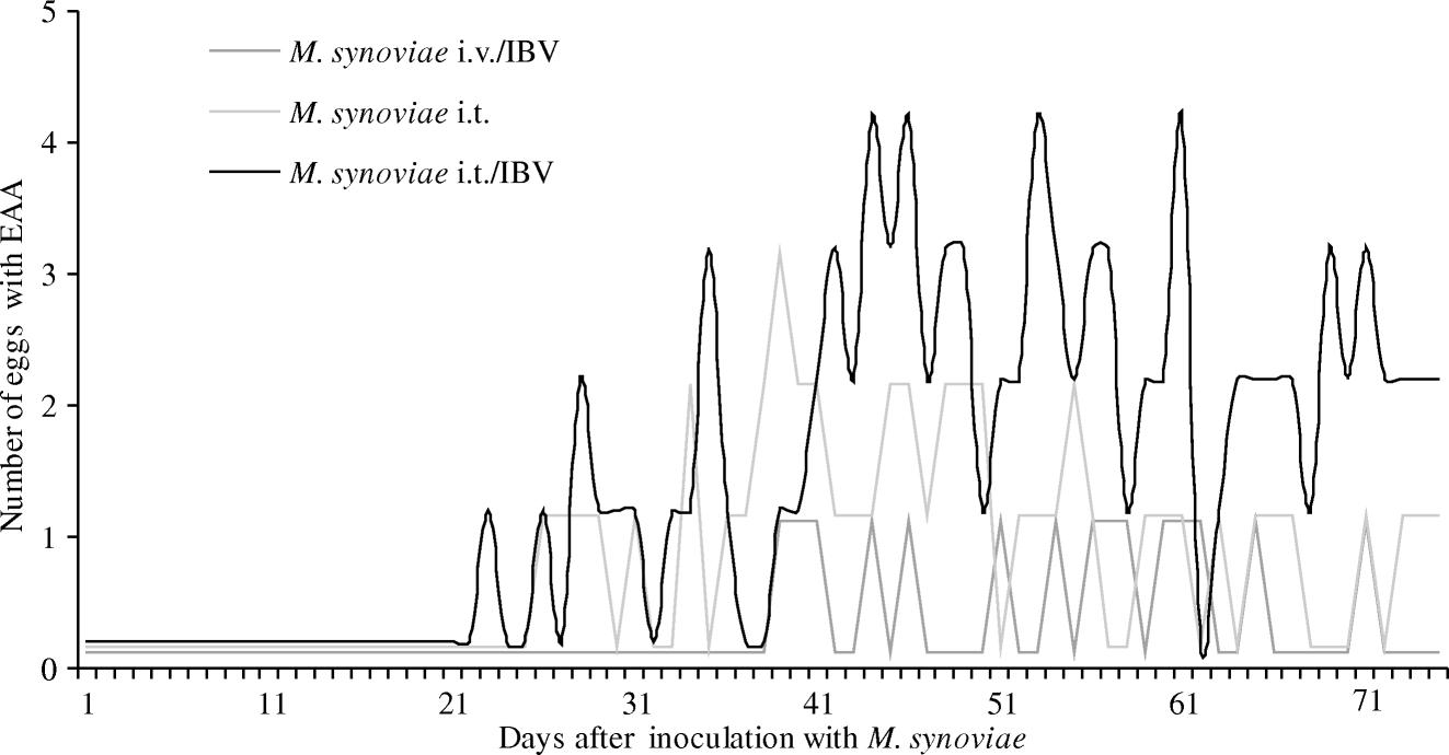 Figure 3.  Production of eggs with EAA after experimental infection. Eggs with EAA were not produced in the control group and the group inoculated only with M. synoviae intravenously.