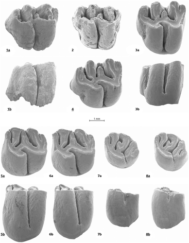 Figure 2. Debruijnia kostakii from Karydia 2: 1 a, b, M1 inverse No. 1027, 3 a, b, M1 No. 1021, 4, M1 No. 1023, 5 a, b, M2 inverse No. 1035, 6 a, b, M2 No. 1031, 7 a, b, M3 No.1038, 8 a, b, M3 No. 1039. Debruijnia kostakii from Karydia 3. Figure 2 M1 No. 1041.