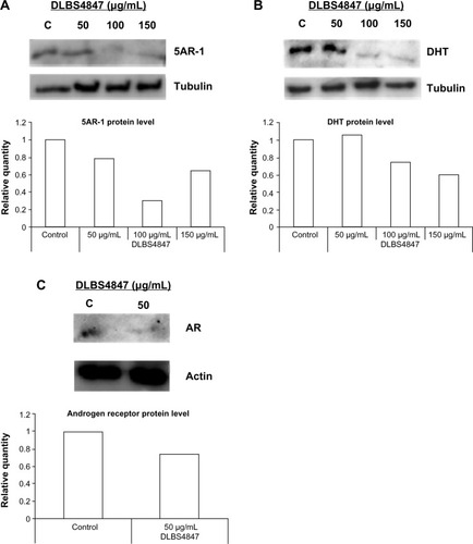 Figure 4 (A and B) DLBS4847 inhibited the development of the prostate via the 5AR downregulation pathway at the protein level. Various concentrations of DLBS4847 ranging from 0 to 150 μg/mL were applied to prostate cancer (PC)-3 cells for 24 hours. Protein within PC3 cells was isolated and used as a sample in Western blot analysis. (A) 5AR-1 protein levels. (B) Dihydrotestosterone (DHT) protein levels. (C) Androgen receptor (AR) protein levels. The relative quantity of protein levels was compared to the control.