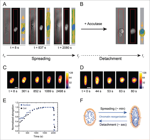 Figure 4. Evolution of the nuclear deformation during cellular spreading and relaxation processes. (A) Image sequence of the cellular (DIC) and the nuclear (DAPI) deformations during the cell spreading stage on an elongated micropattern (depicted in red). A schematic representation of the cell for each step is indicated for clarity. (B) DIC and DAPI images of a relaxed cell and its nucleus, respectively, after cell detachment with Accutase. (C) Color-coded fluorescent images (H2B-GFP labeling) of the nucleus of an endothelial cell spreading on a 3MPa micropatterned substrate. The scale bar represents 10 µm. (D) Color-coded fluorescent images (H2B-GFP labeling) of the nucleus of an endothelial cell relaxing from a 3MPa micropatterned substrate after detachment with Accutase. The scale bar represents 10 µm. (E) Typical evolution of cellular (in black) and nuclear (in blue) deformations during spreading and relaxation stages on a 3MPa micropatterned substrate. (F) Schematic representation of the reorganization of chromatin during the slow (∼min.) nuclear deformation associated to cell spreading and the fast (∼s) nuclear relaxation after cell detachment.