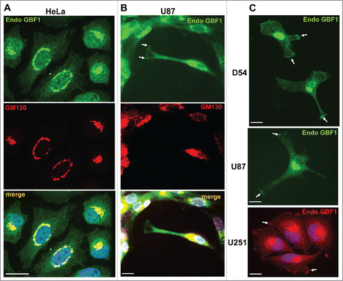 Figure 1. Dual Golgi and PM localization of GBF1 in GBM cells. HeLa (A) and U87 (B) cells were probed by double label IF with polyclonal rabbit anti-GBF1 and monoclonal mouse anti-GM130 antibodies. GBF1 co-localizes with GM130 to the Golgi, but is also present at tips of protrusions in U87 cells (arrows). (C) D54, U87 and U251 cells were processed for IF with monoclonal mouse anti-GBF1 antibodies. GBF1 localizes to the peri-nuclear Golgi and at tips of protrusions and the leading edge (arrows). Representative images from more than 3 independent experiments. Bar is 10 μm.