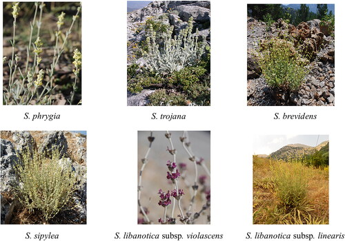 Figure 1. Some Anatolian Sideritis species.