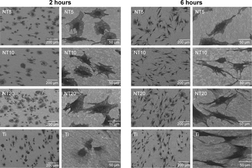 Figure 4 SEM pictures showing the morphology of cells after the first 2 and 6 hours of culture on the Ti samples.Notes: The pictures with a low magnification of 100× (the left column) show the overall view. The pictures of 500× (the right column) show the morphology of single cells.Abbreviations: NT, nanotube; SEM, scanning electron microscopy; Ti, titanium.