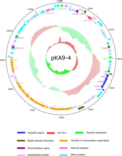 Figure 2. The genetic contents of plasmid pKA9-4. The positions of predicted coding sequences transcribed in a anticlockwise orientation (GenBank accession number: MN832595).
