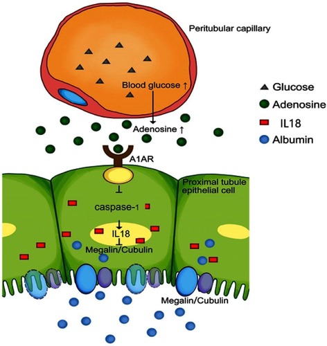 Figure 7 Model of the possible pathway in this study: Hyperglycemia could stimulate the increased production of adenosine, accompanied with high expression of its A1 receptor (A1AR), which widely distributes in renal proximal tubular epithelial cells. A1AR plays an anti-inflammatory role in megalin-cubilin loss by inhibiting pyroptosis related caspase-1/IL-18 signaling.