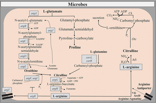 Figure 2. Anabolic and catabolic pathways of L-arg metabolism in microbial cells.